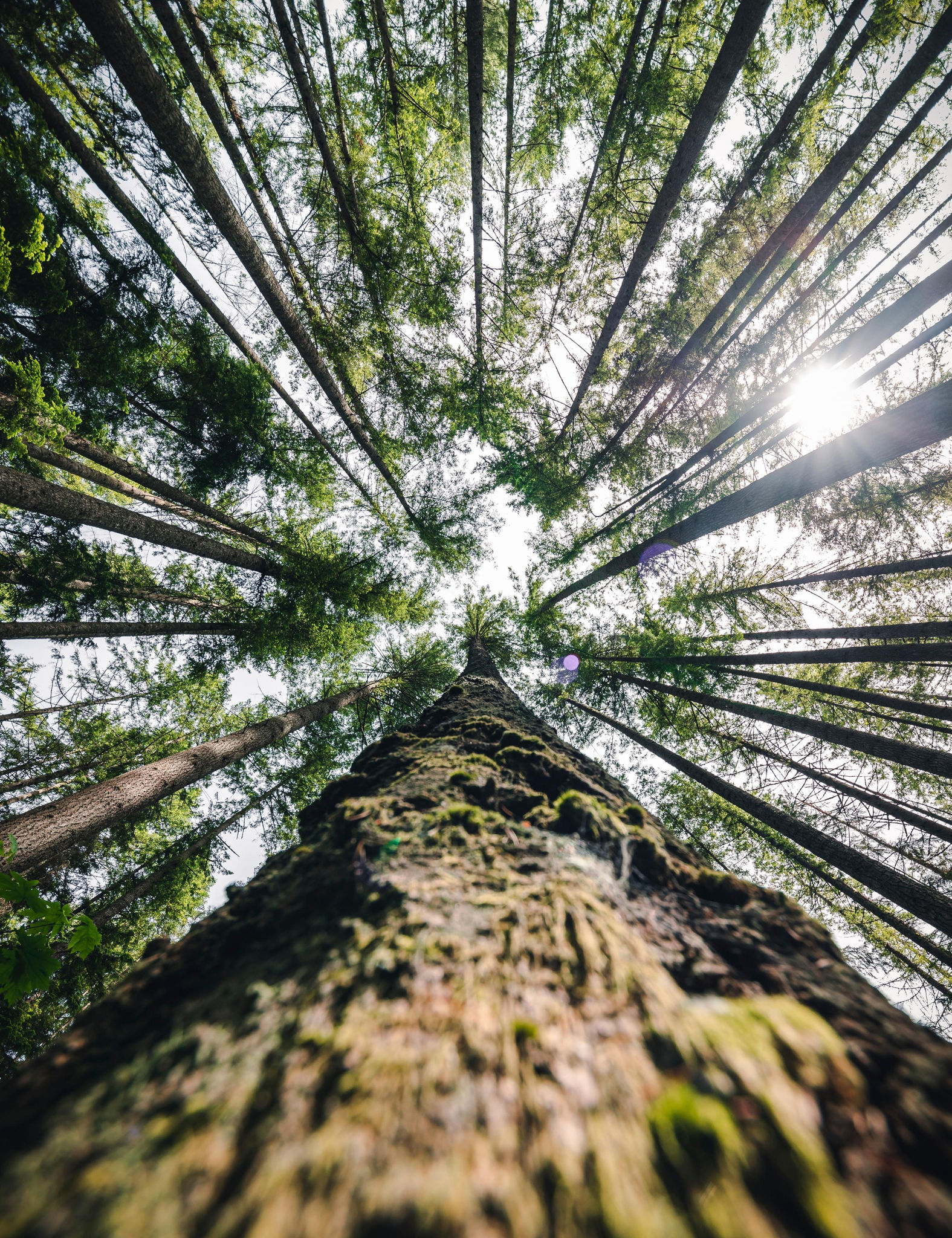 A forest of trees, highlighting the impact of climate change