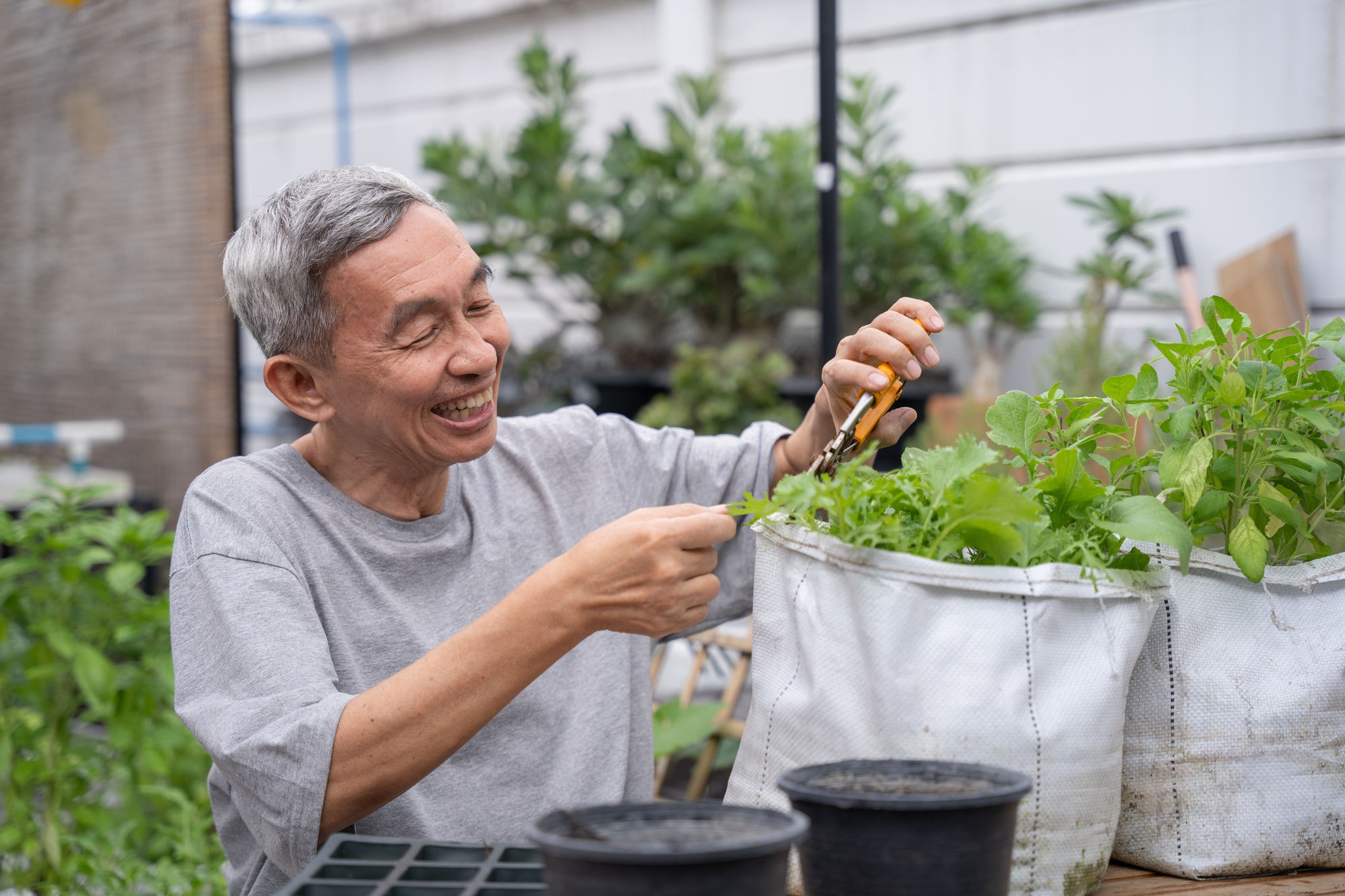 Happy senior man trimming tree with scissors in nursery
